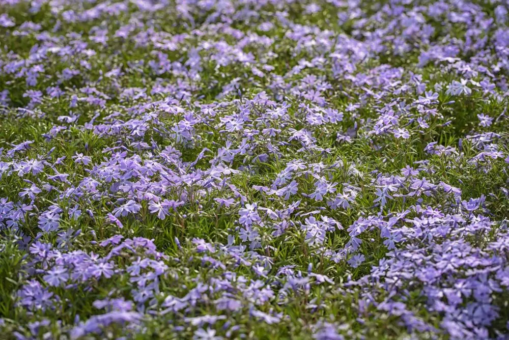 Image of phlox emerald