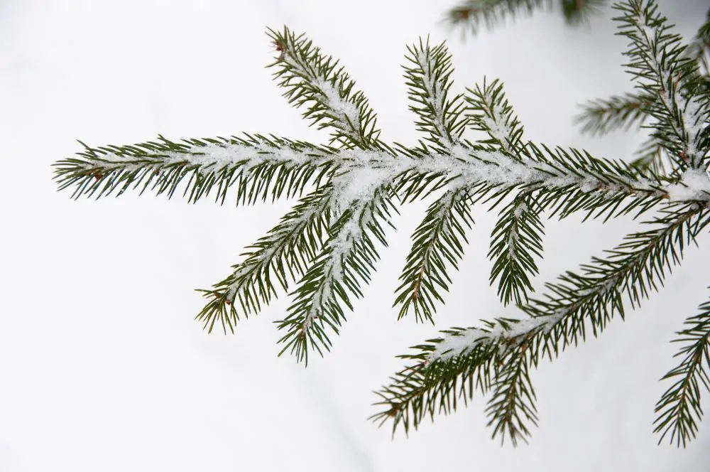 Image of red spruce