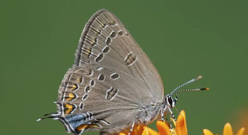 Image of Edwards Hairstreak