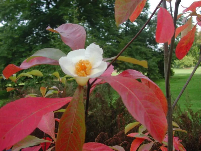 Closeup of the white bloom on a Franklin Tree with red fall foliage