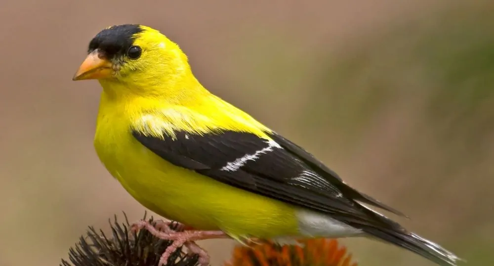 Image of Goldfinch Rudbeckia Maxima