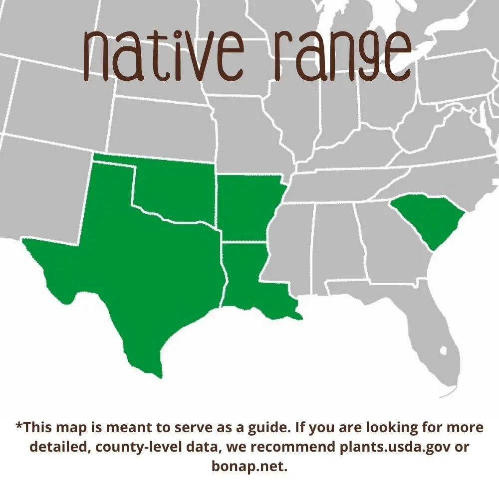 Great Coneflower Range map