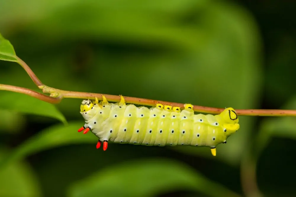 Image of Promethea Caterpillar