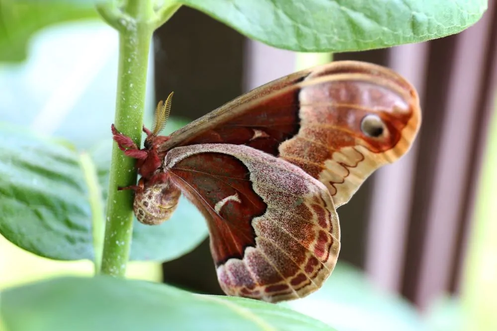 Image of Promethea Silkmoth