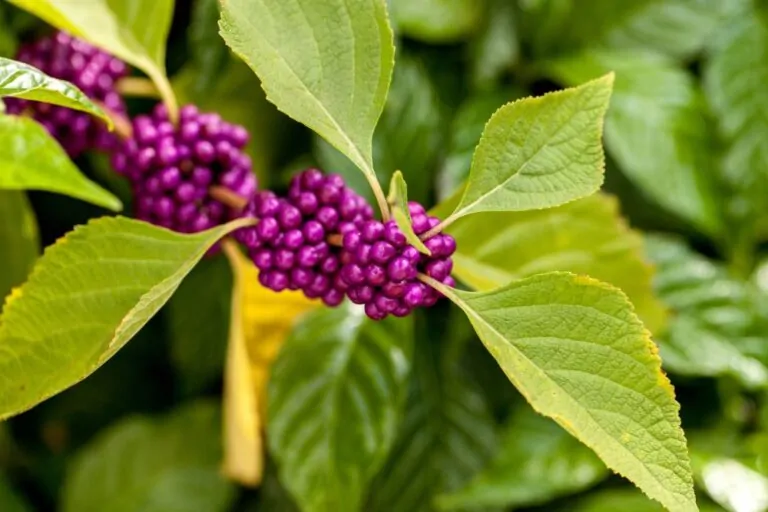 Image of callicarpa