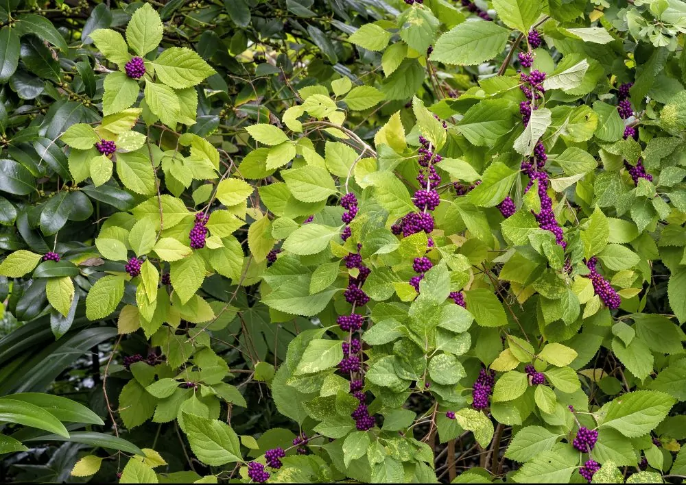 Image of callicarpa