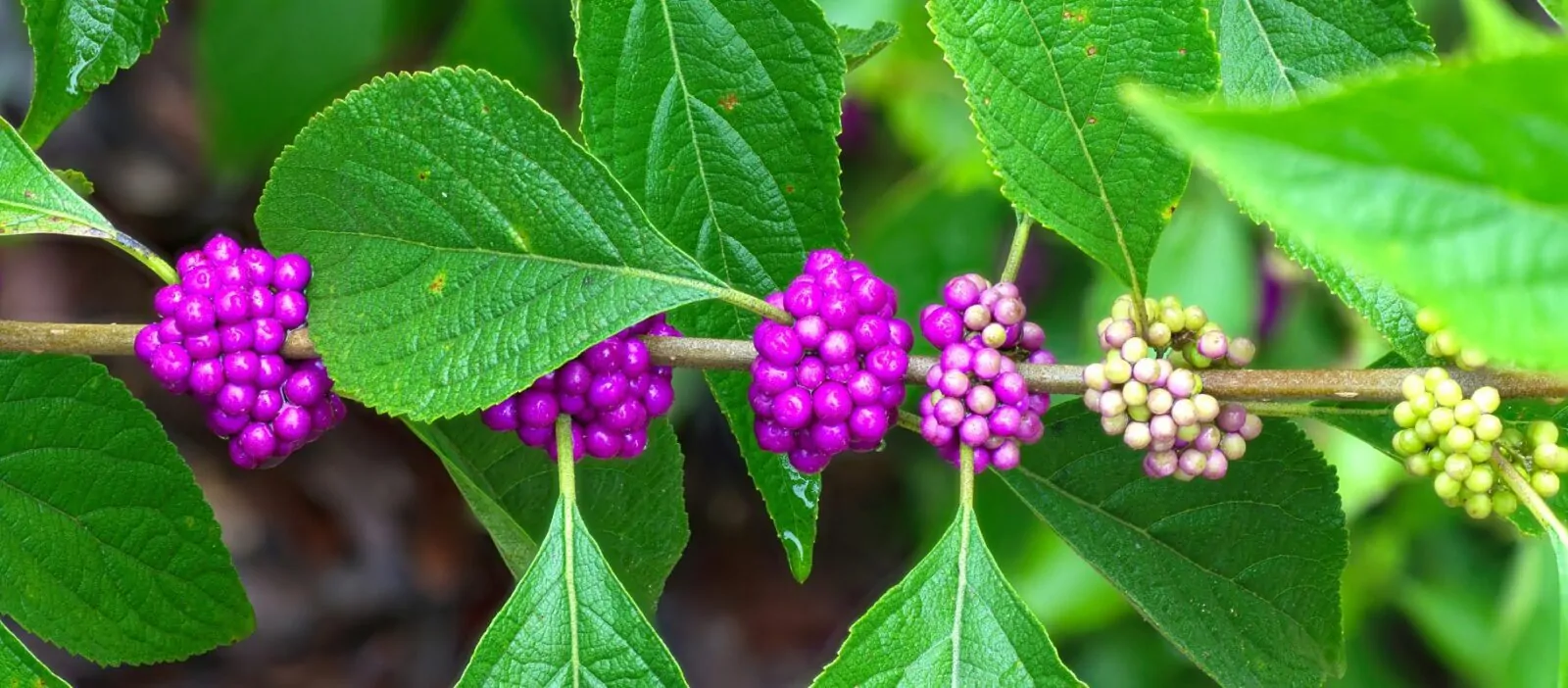 Image of callicarpa