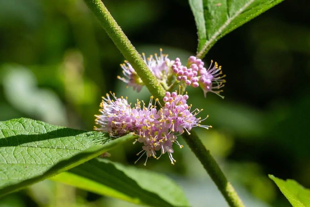 Image of callicarpa