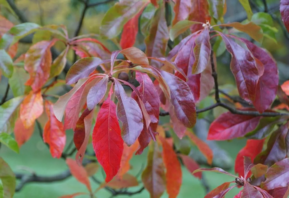 Image of franklinia