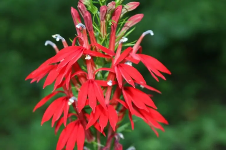 Image of lobelia