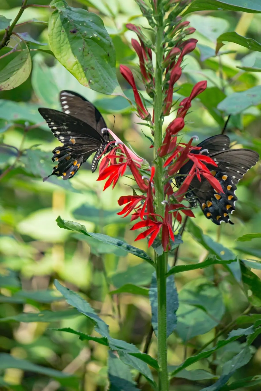 Image of lobelia