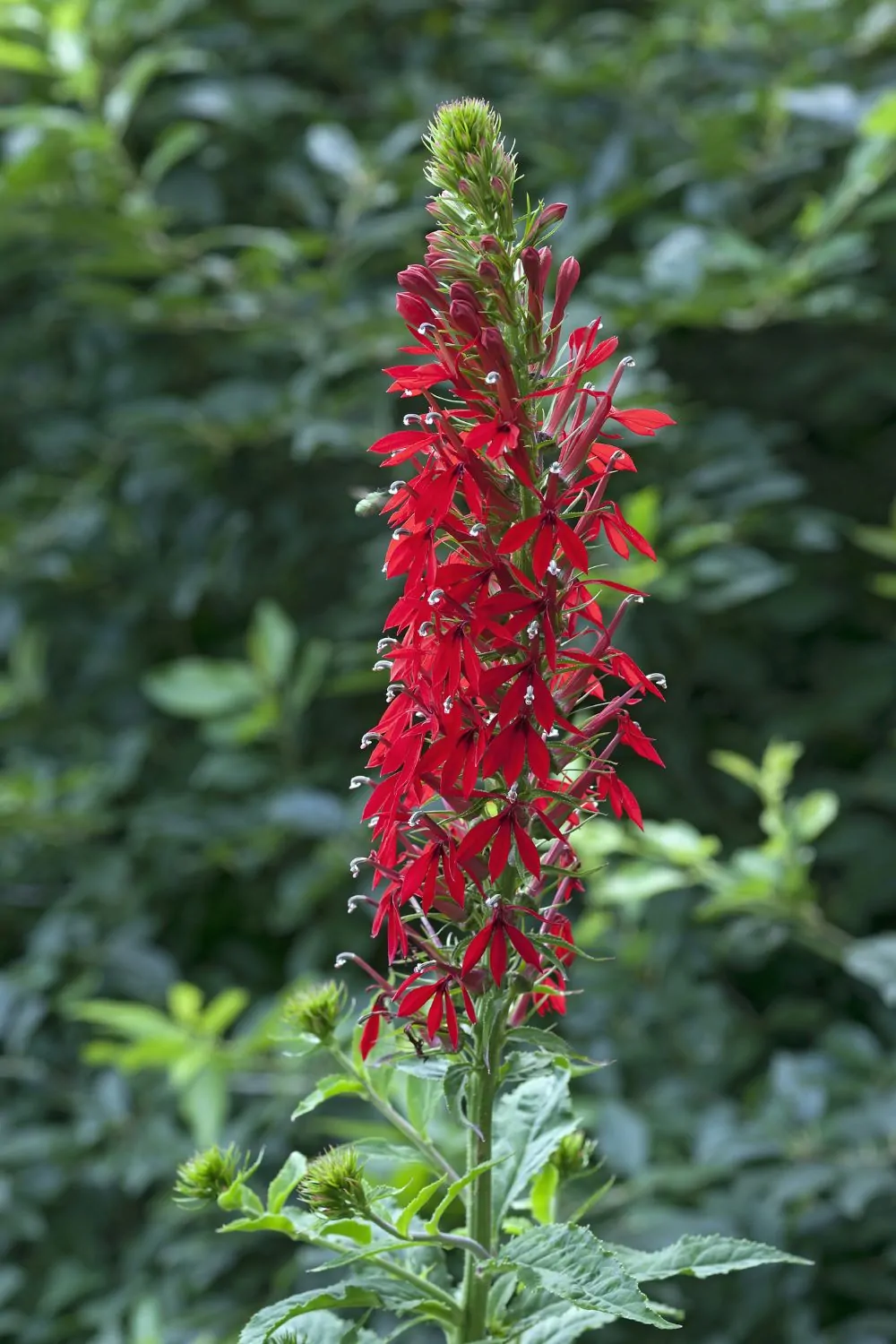 Image of lobelia