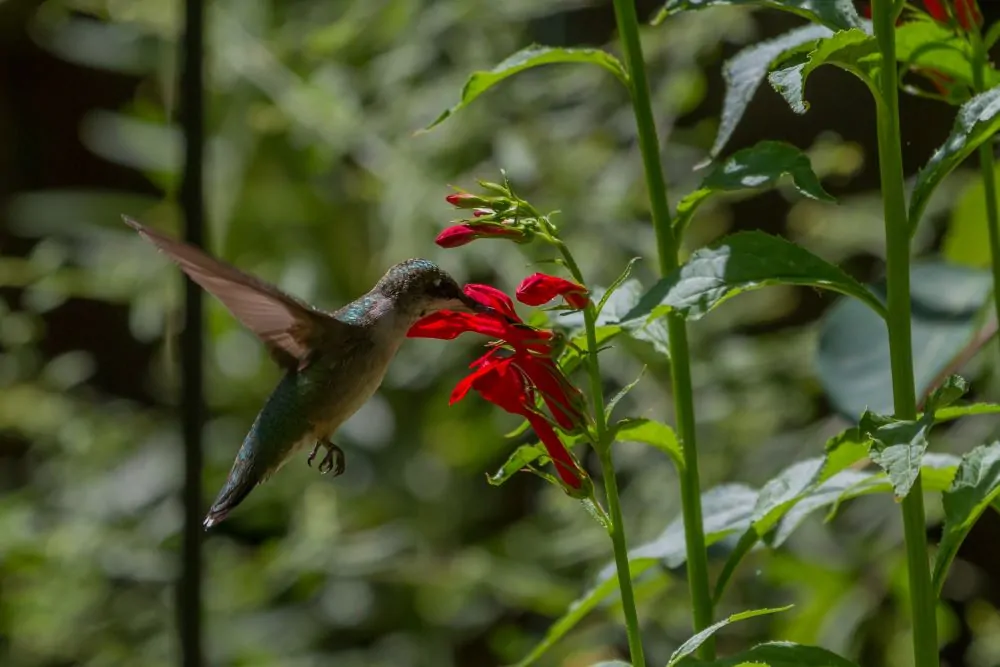 Image of lobelia hummingbird