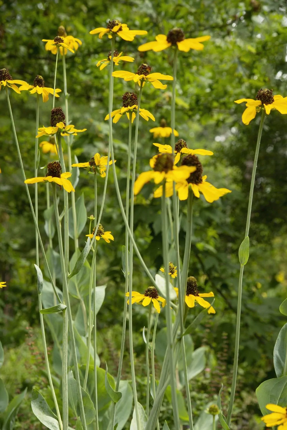 Image of rudbeckia max