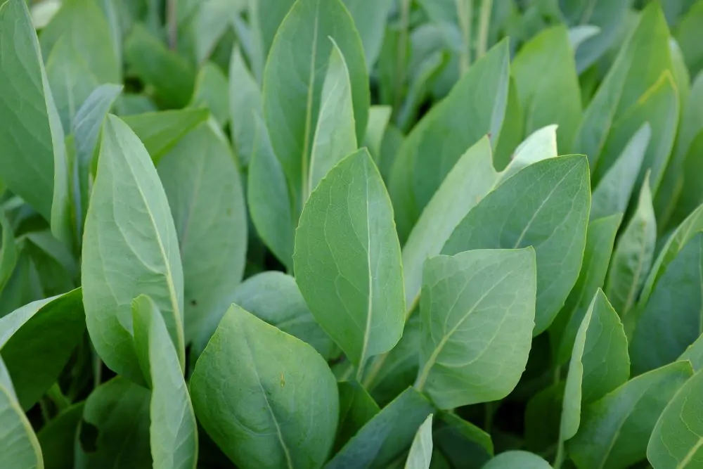 Image of rudbeckia max