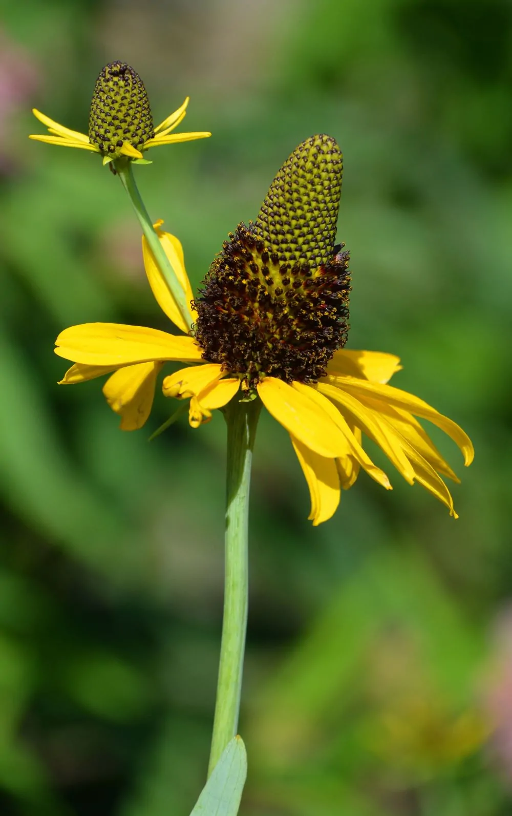 Image of rudbeckia max