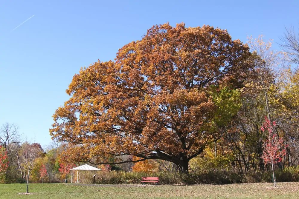 Image of white oak
