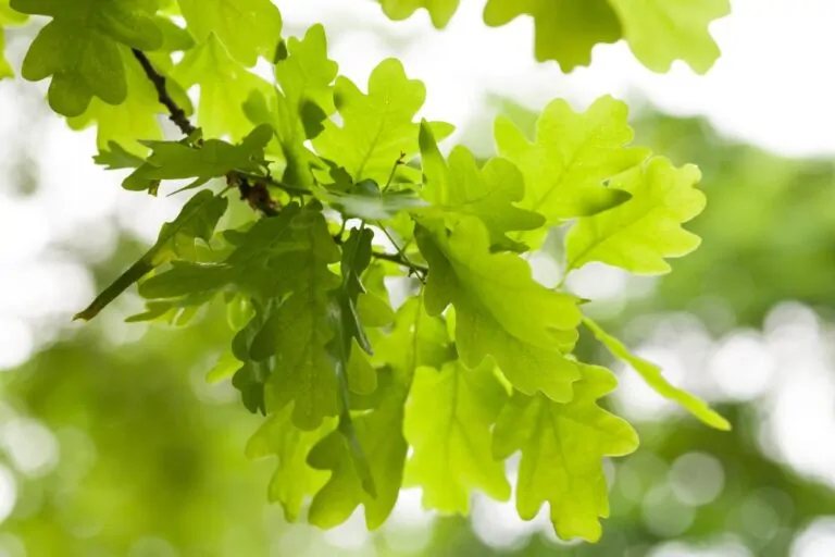 Image of white oak