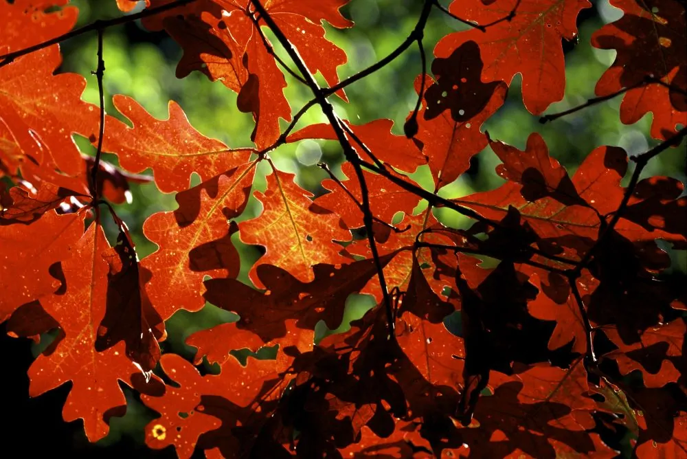 Image of white oak