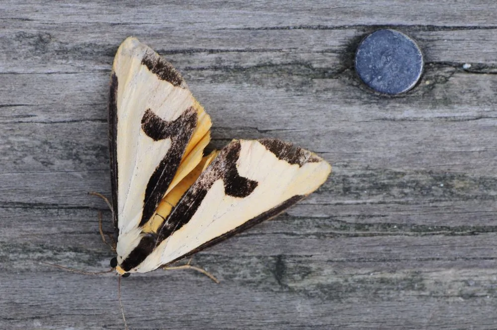 Image of Clymene moth