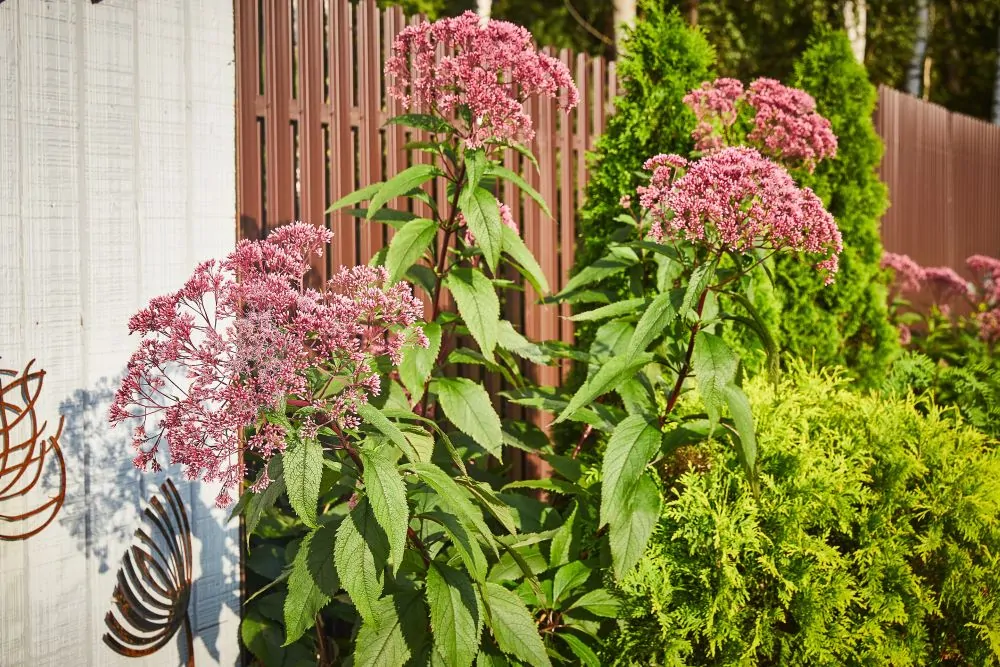 Image of eupatorium mac