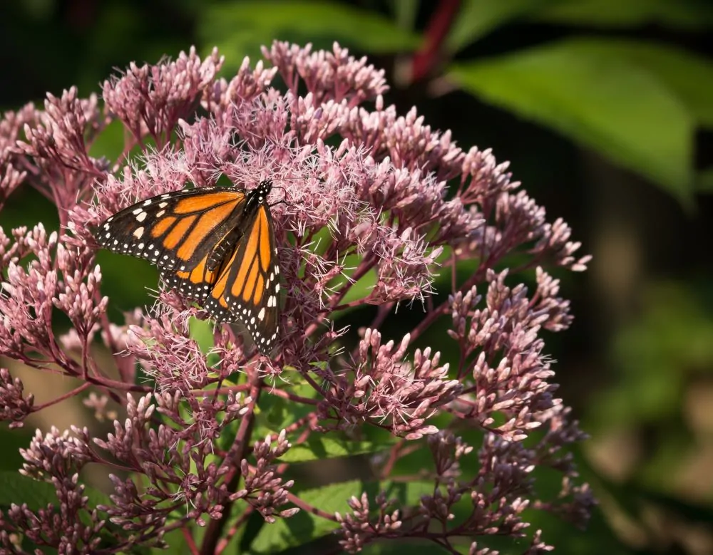 Image of eupatorium mac