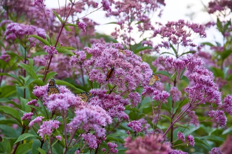 Image of eupatorium mac