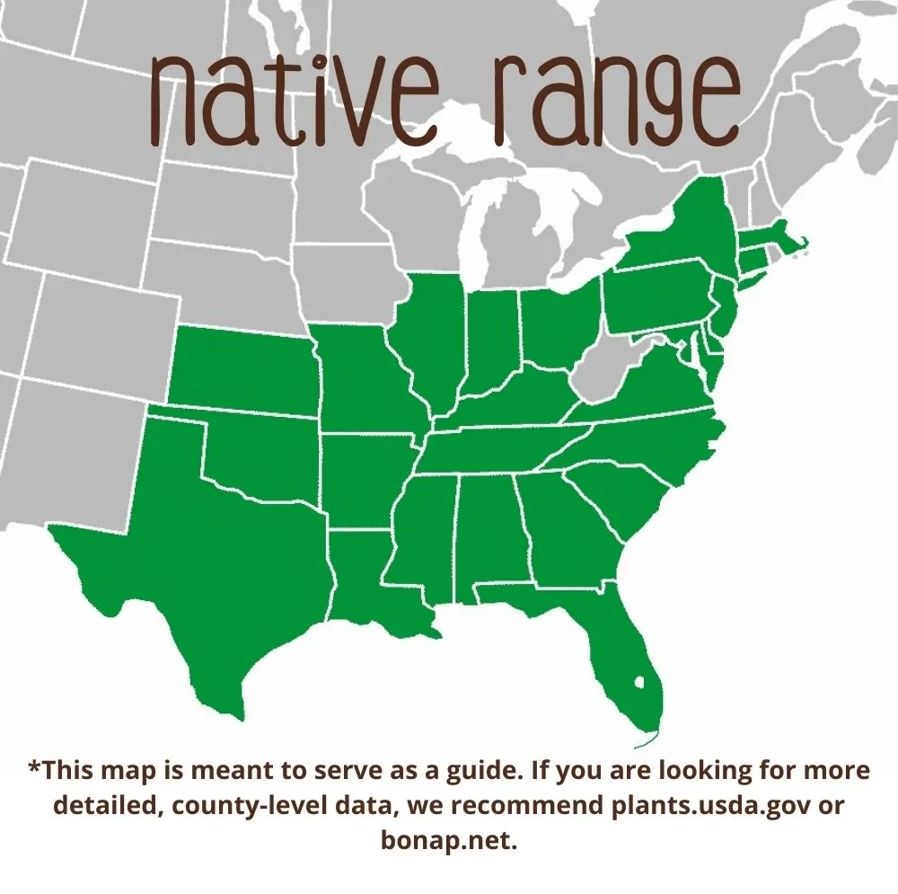 Eastern Blue Star Range map