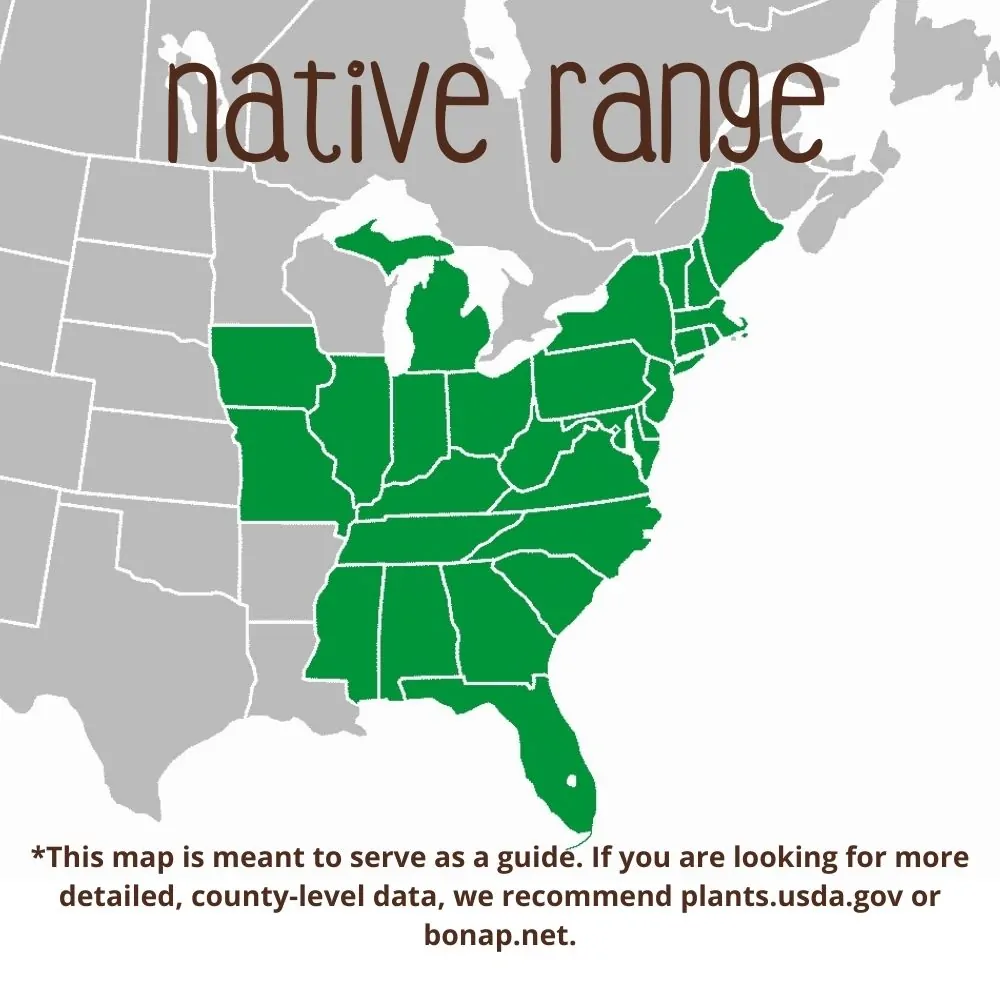 Silky Dogwood Range