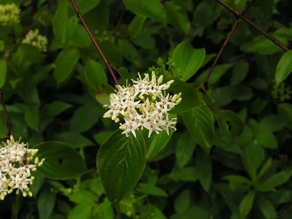 Image of Silky Dogwood flowers