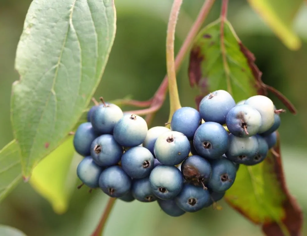 Image of Silky Dogwood