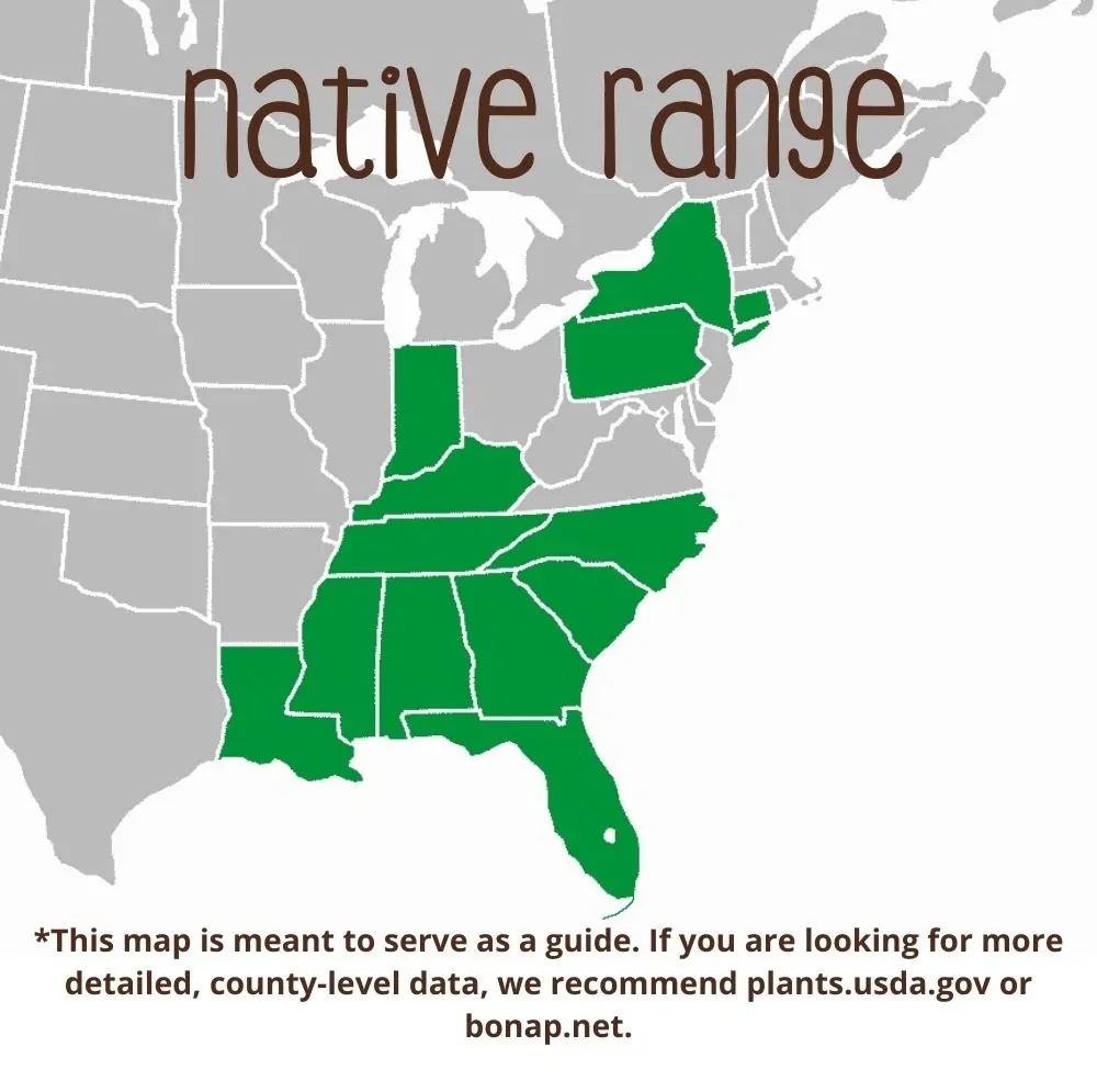 Allegheny Pachysandra Range