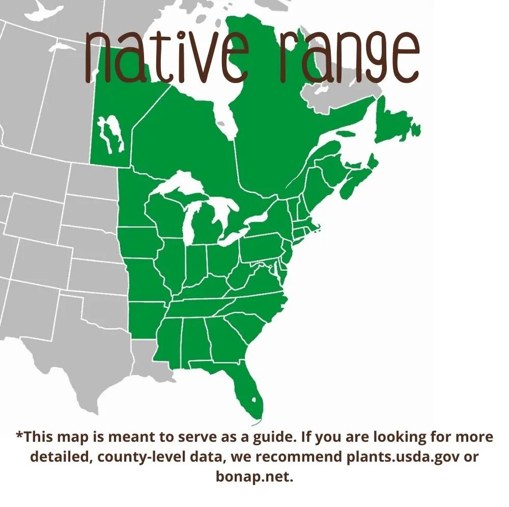 Alternateleaf Dogwood Range