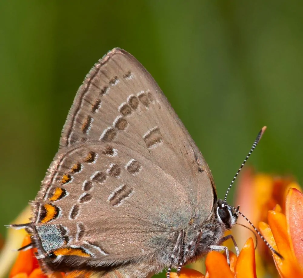 Image of Edwards Hairstreak