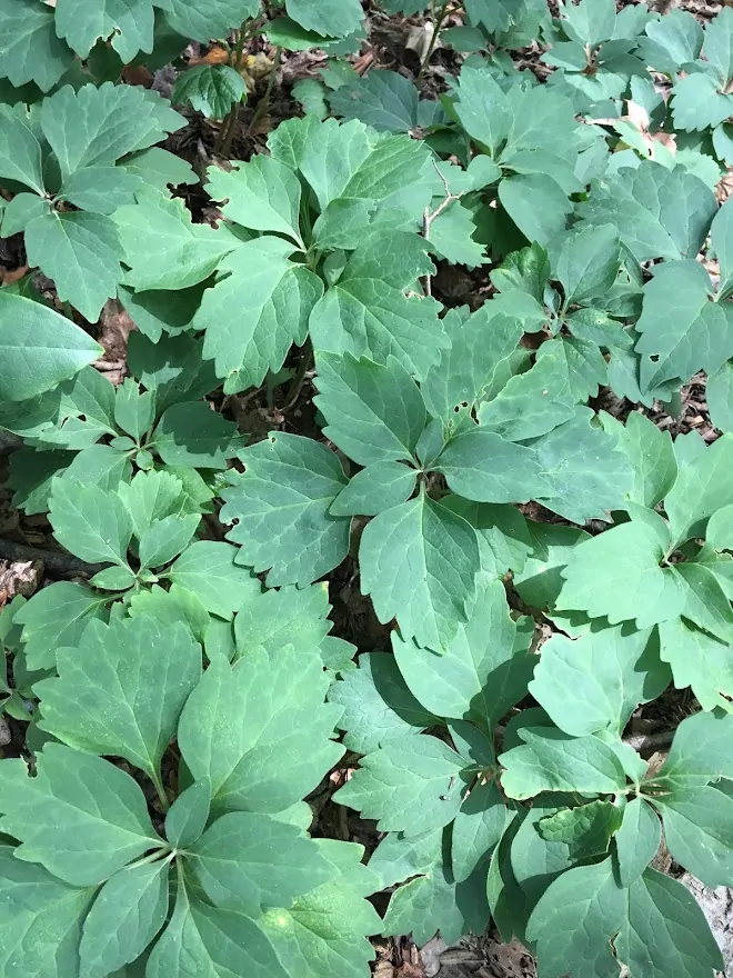 Allegheny Pachysandra image