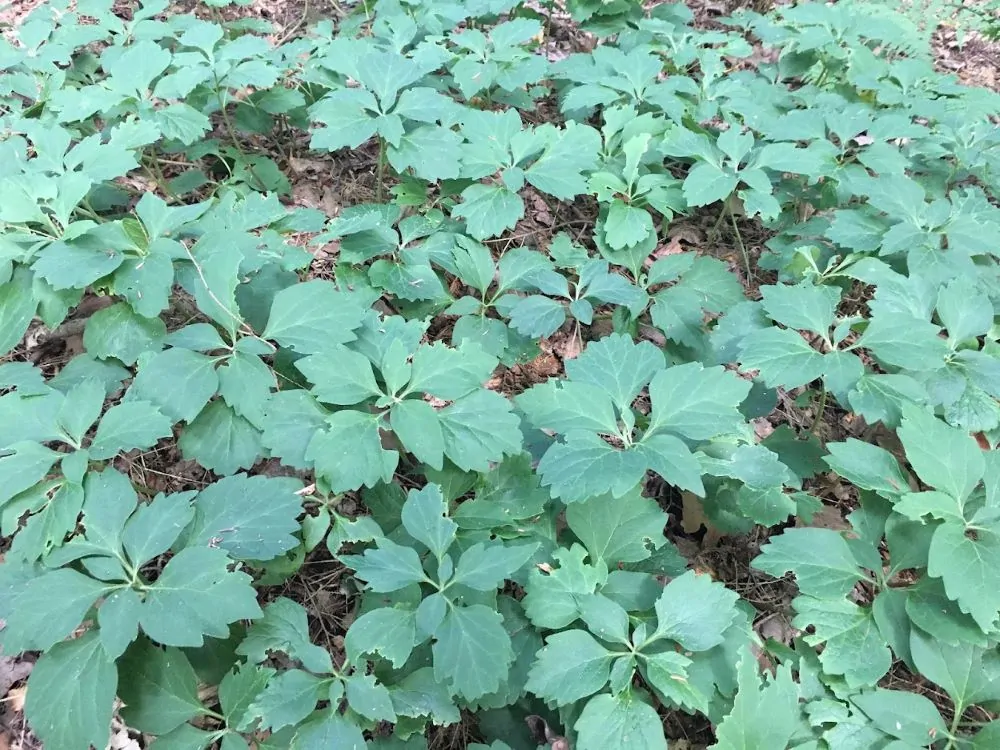 Allegheny Pachysandra image