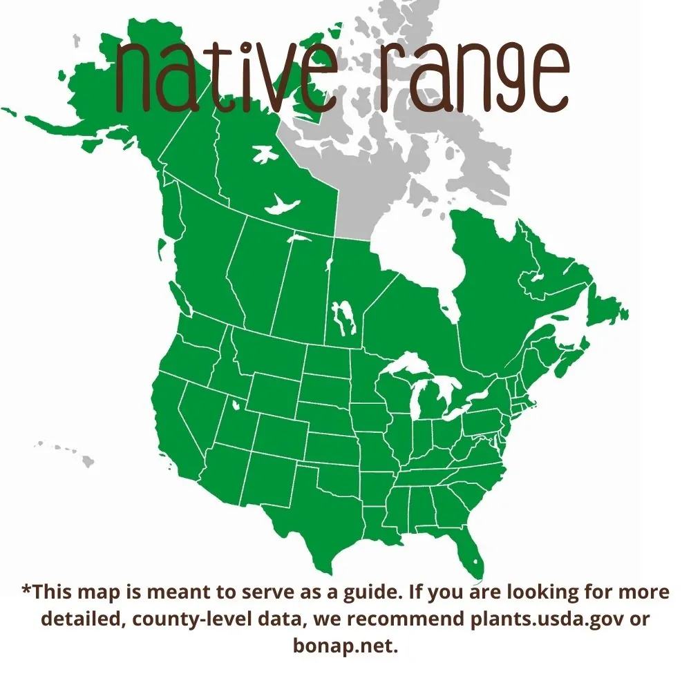 Lady Fern Range map