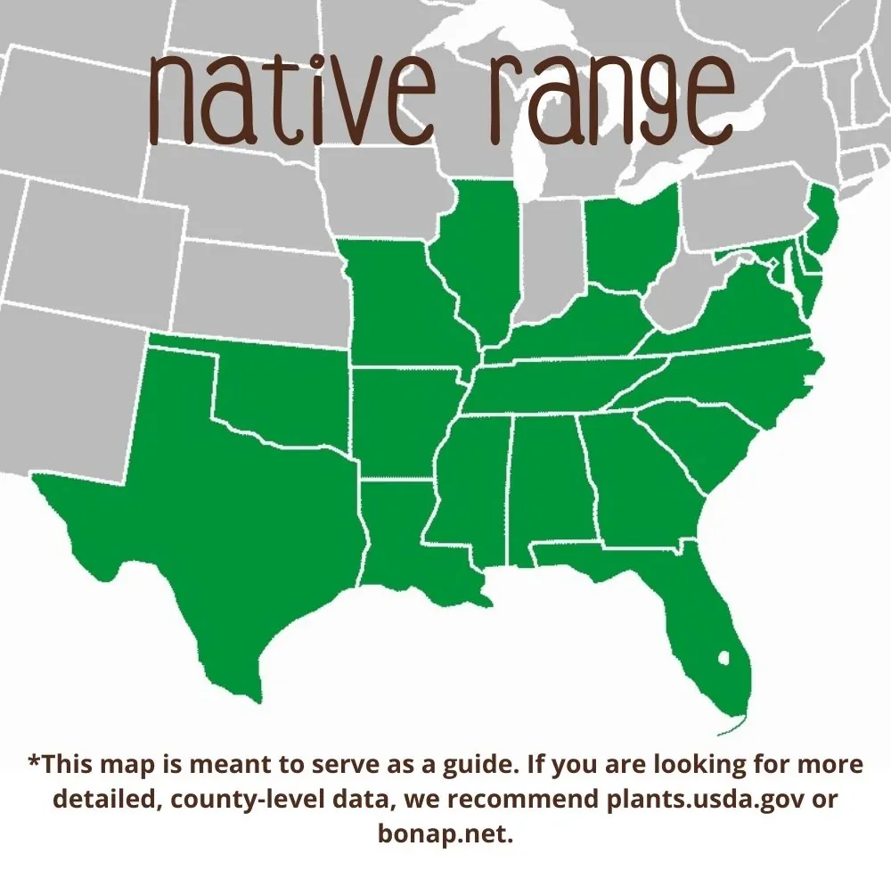 Loblolly Pine Range
