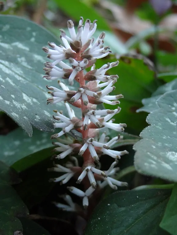Pachysandra image