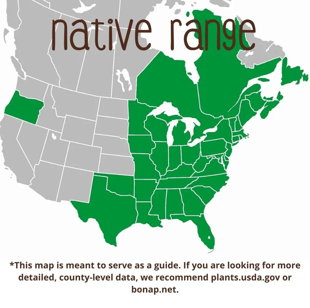 Red Maple Range