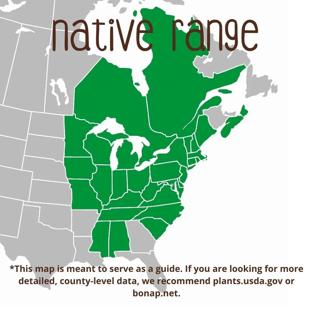 Swamp White Oak Range