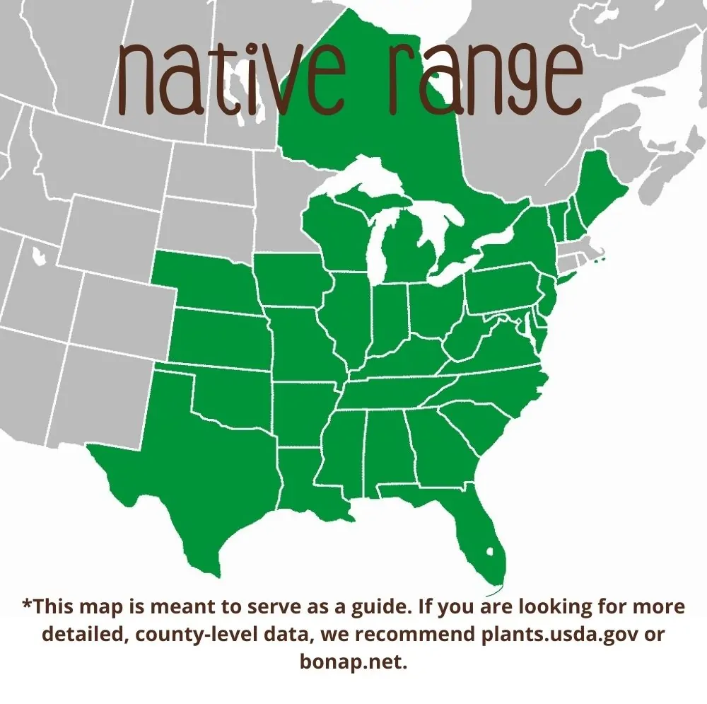 Sycamore Range