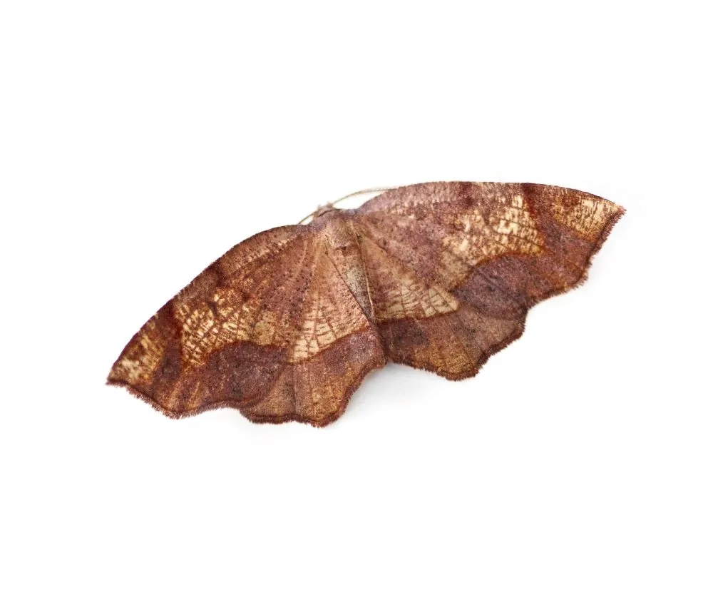 Image of alien probole moth