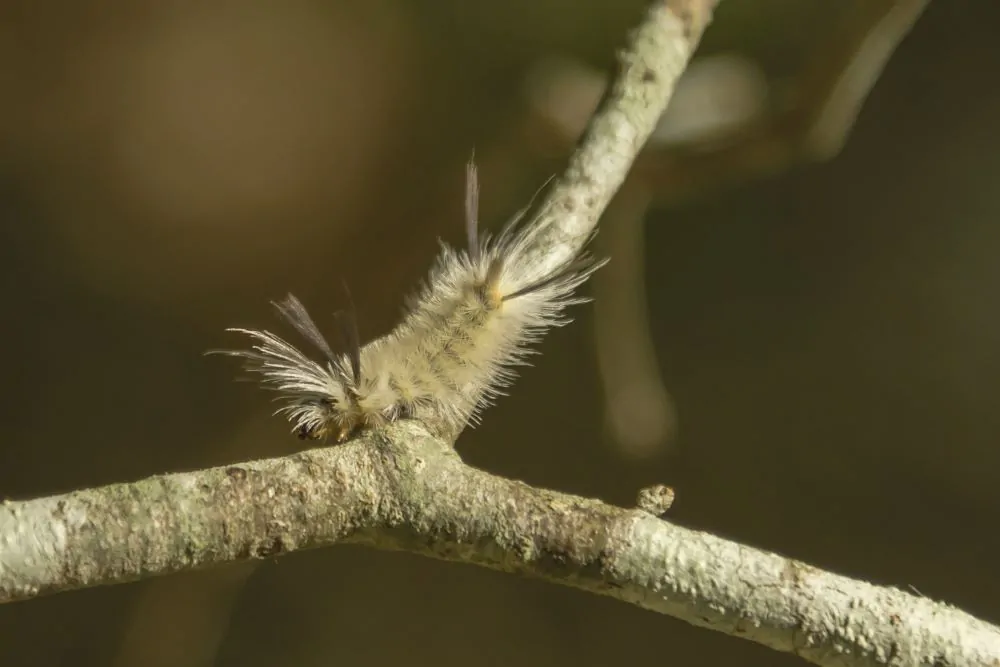 Image of banded tussock moth