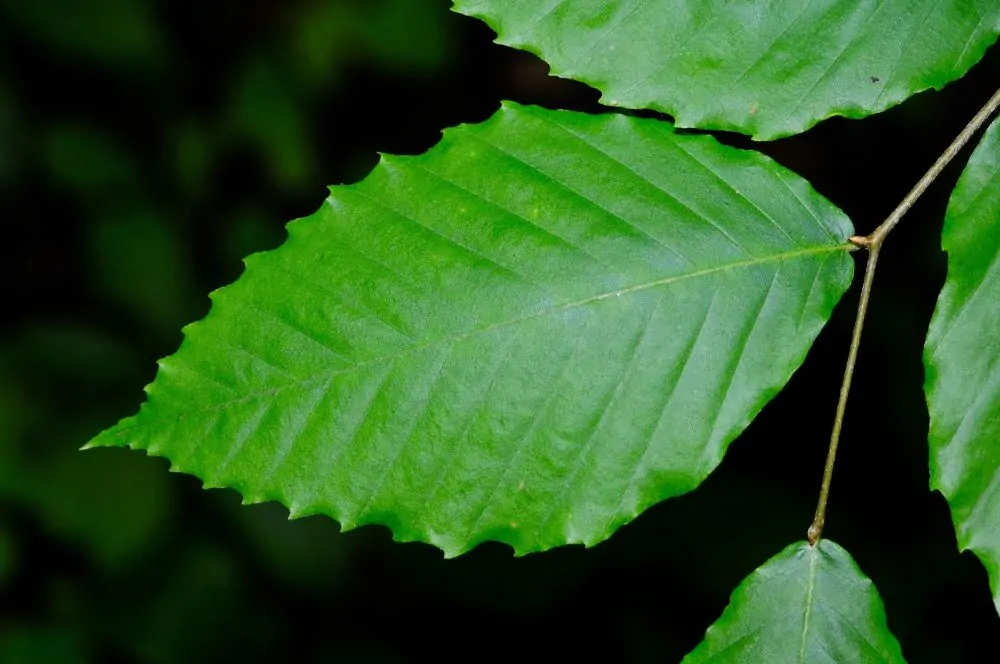 Image of beech leaf