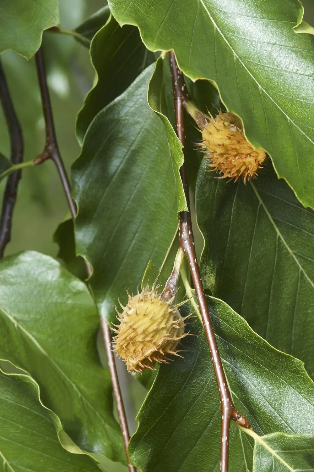 Image of beech leaves