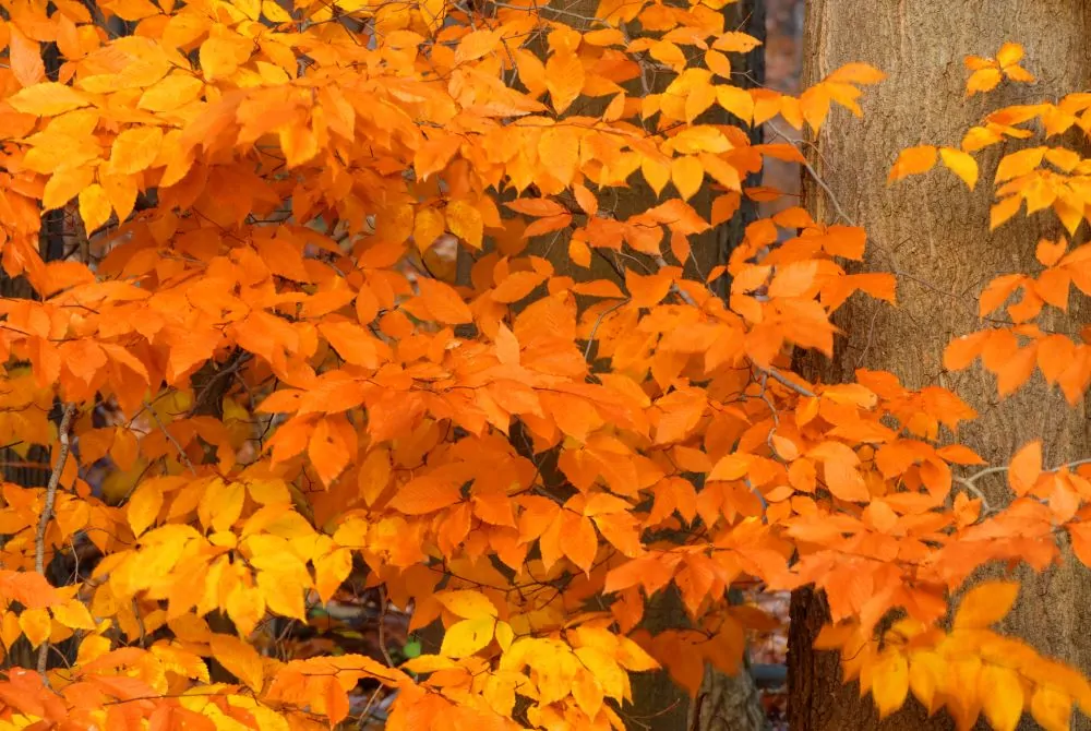 Image of beech leaves