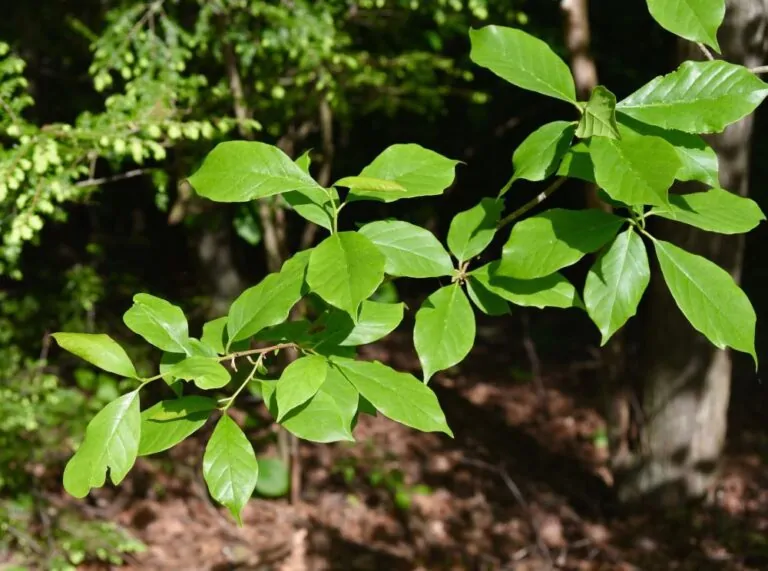 Image of black gum