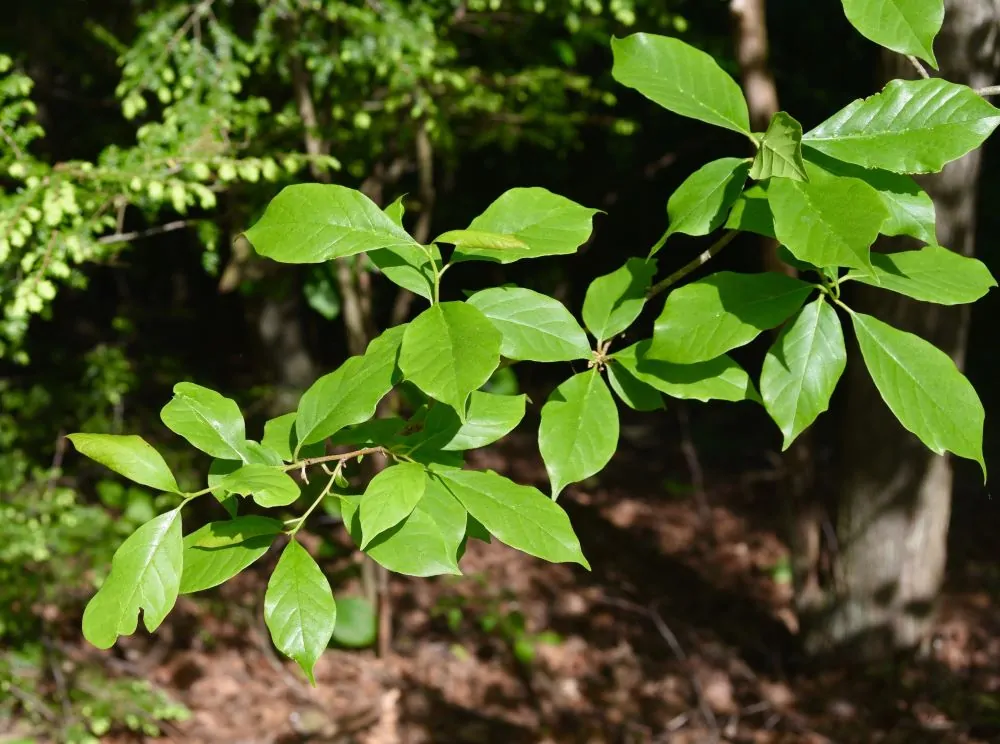 Image of black gum