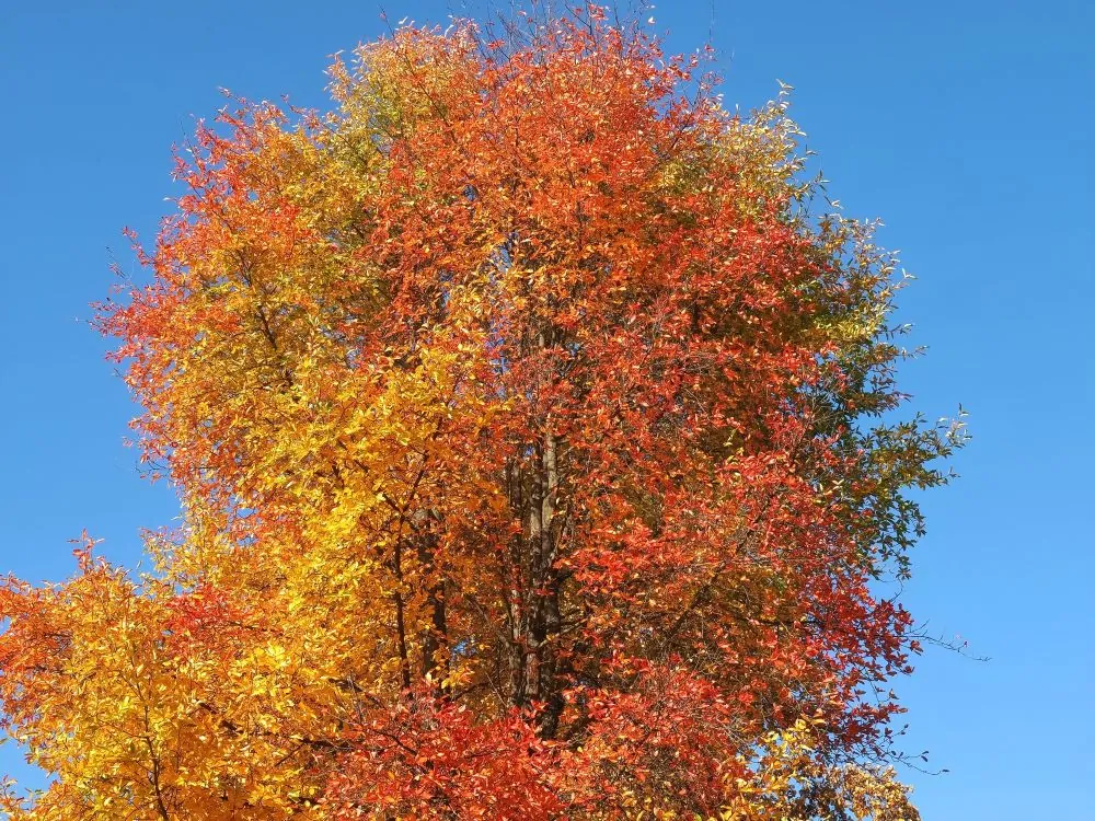 Image of black gum